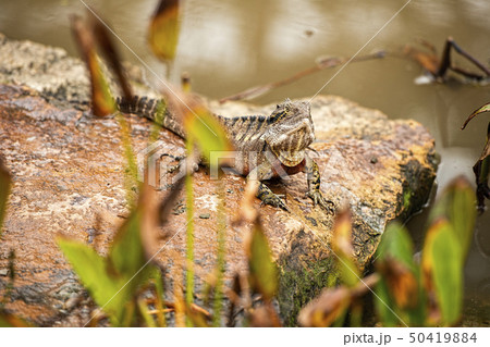 Eastern Water Dragon Eastern Water Dragon 50419884
