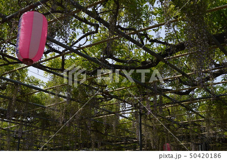 広藤園の藤 50420186