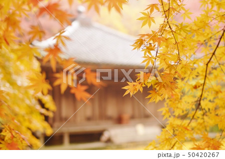 富貴寺の秋 50420267