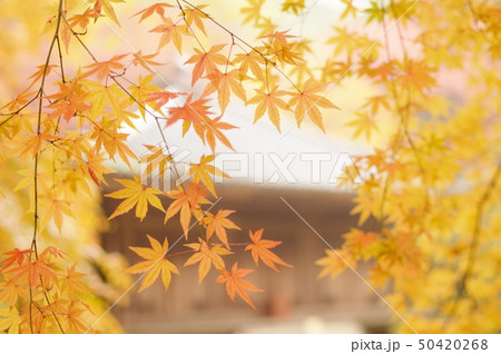 富貴寺の秋 50420268