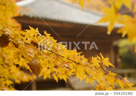 富貴寺の秋 50420280
