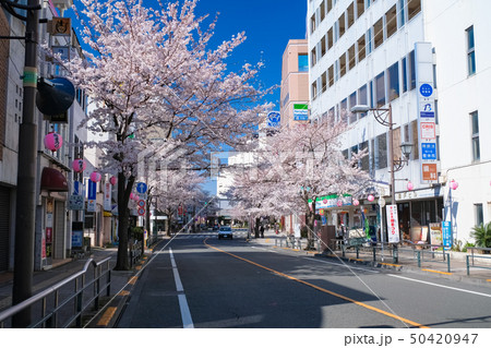 聖蹟桜ヶ丘 さくら通り 春 50420947