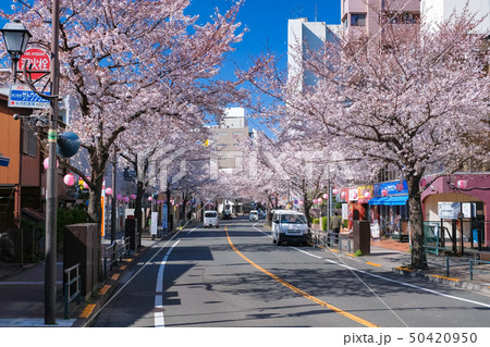 聖蹟桜ヶ丘 さくら通り 春 聖蹟桜ヶ丘 さくら通り 春 50420950