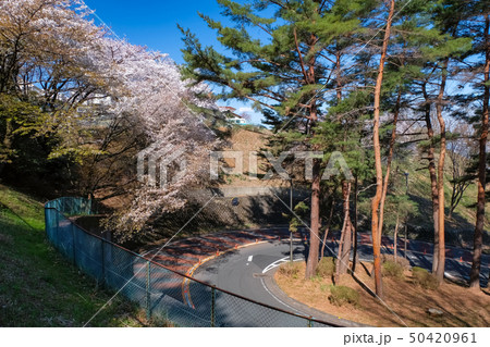 聖蹟桜ヶ丘 いろは坂通り 春 50420961