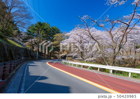 聖蹟桜ヶ丘 いろは坂通り 春 50420965