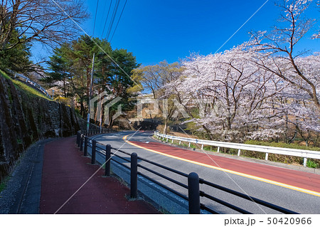 聖蹟桜ヶ丘 いろは坂通り 春 50420966