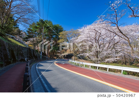 聖蹟桜ヶ丘 いろは坂通り 春 50420967