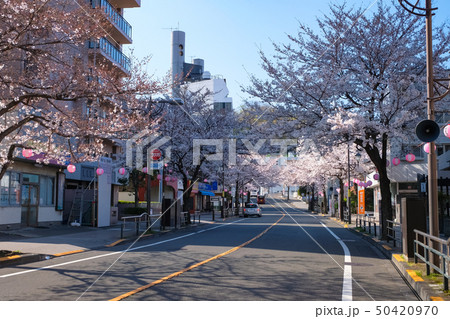 聖蹟桜ヶ丘 さくら通り 春 聖蹟桜ヶ丘 さくら通り 春 50420970