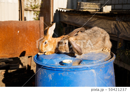 Rabbits Rabbits 50421237