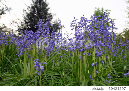 Bluebell fllowers 50421297