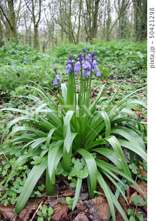 Bluebell flower in woodland 50421298