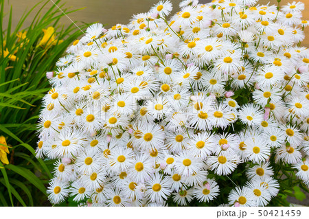 Flowerbed of daisies with small petals Flowerbed of daisies with small petals 50421459