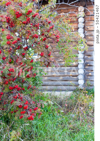 A small tree of Rowan on the background of old wooden house A small tree of Rowan on the background of old wooden house 50421467