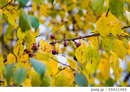 Small dark red apples on a branch with yellow and green leaves 50421493