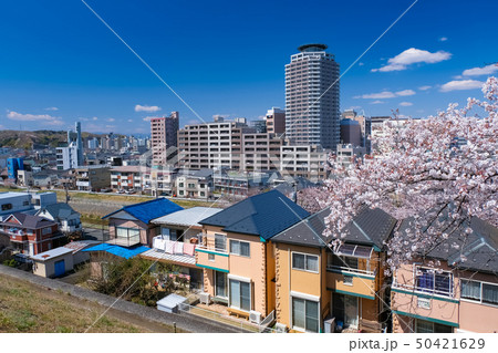 聖蹟桜ヶ丘 桜と街並み 50421629