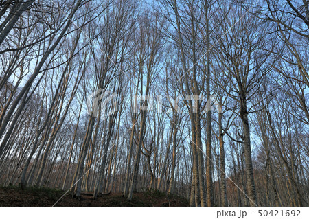 春のブナの森ー癒しの森　福島県只見町 50421692