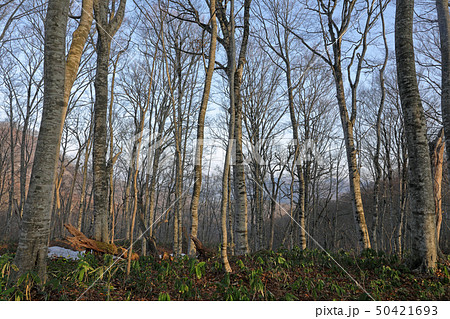 春のブナの森ー癒しの森　福島県只見町 50421693