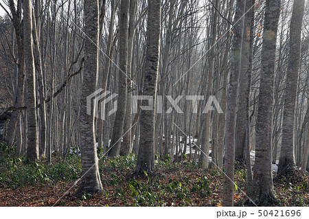 春のブナの森ー癒しの森　福島県只見町 50421696