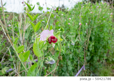さやえんどうの花 さやえんどうの花 50421786