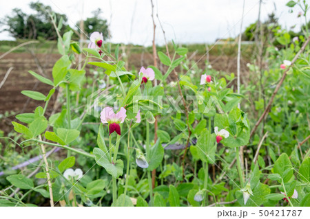 さやえんどうの花の写真素材