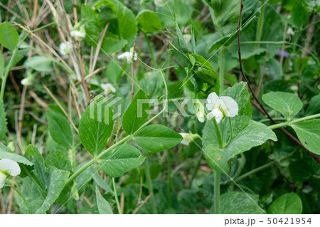 スナップエンドウの花の写真素材