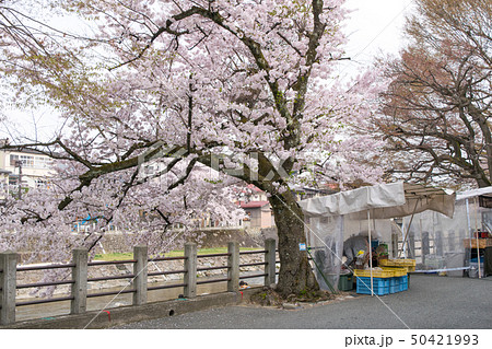 岐阜県　高山市　宮川朝市　春 50421993