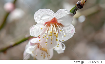 梅の花(白) 梅の花(白) 50422891