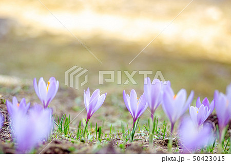 Wild Crocuses in Bloom, in a meadow Wild Crocuses in Bloom, in a meadow 50423015