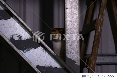 台湾・九份のねこ 台湾・九份のねこ 50423555