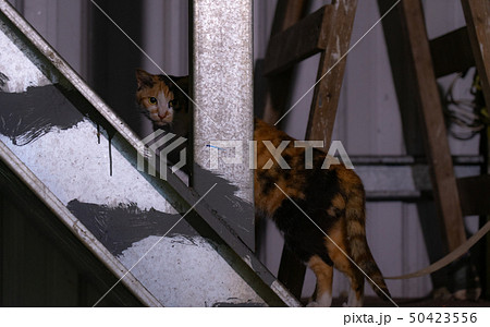 台湾・九份のねこ 台湾・九份のねこ 50423556