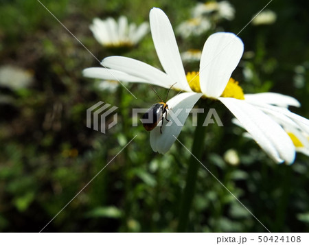 クロウリハムシ クロウリハムシ 50424108