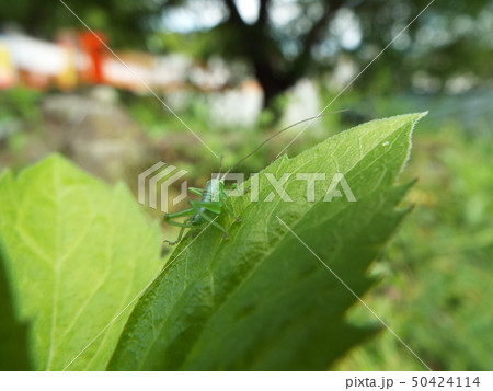 ヤブキリ 幼体 ヤブキリ 幼体 50424114