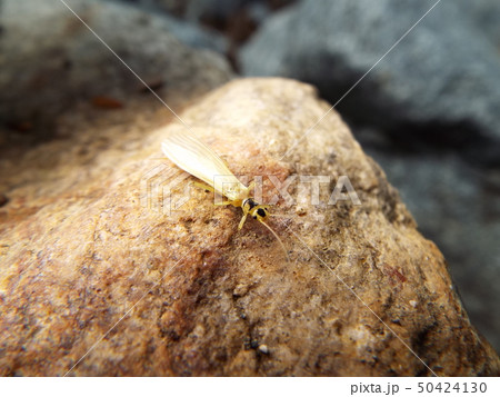 ミドリカワゲラ科 50424130