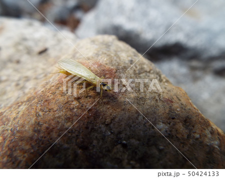 ミドリカワゲラ科 50424133