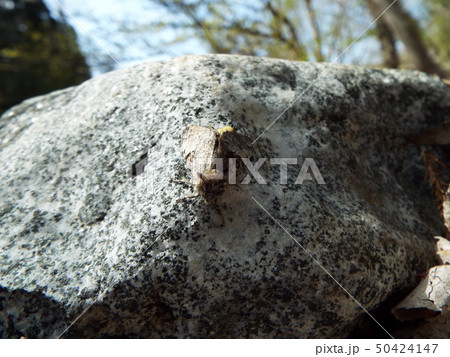 産卵中の蛾 産卵中の蛾 50424147