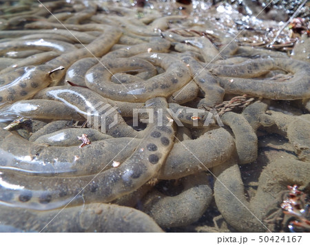 Frog Egg - Stock Photo [50424167] - Pixta