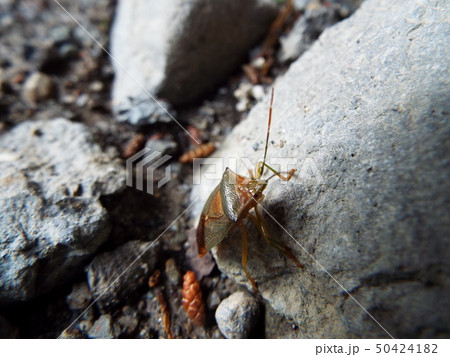 セアカツノカメムシ セアカツノカメムシ 50424182