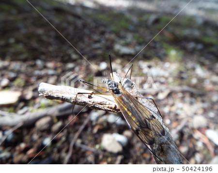 オオマキバガガンボ 50424196