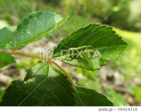 ヤブキリ 幼体 ヤブキリ 幼体 50424210