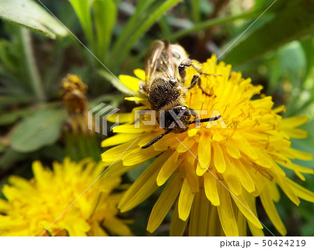 キンケハラナガツチバチ 50424219