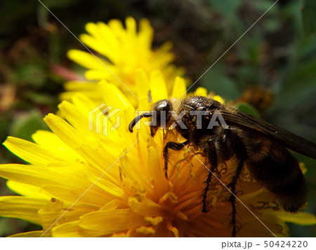 キンケハラナガツチバチ 50424220