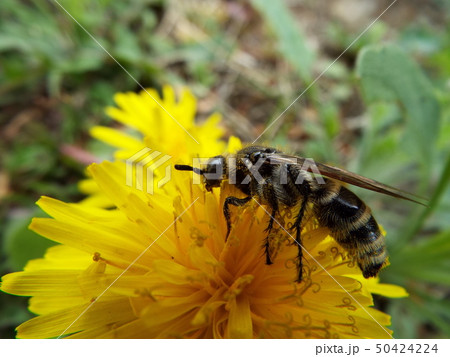 キンケハラナガツチバチ 50424224