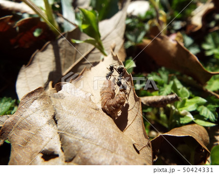 虫の死骸に群がるアリたち 50424331