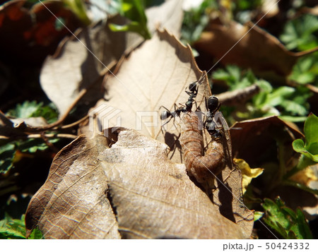 虫の死骸に群がるアリたち 50424332