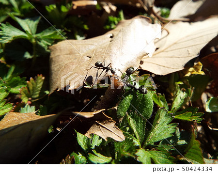 虫の死骸に群がるアリたち 50424334