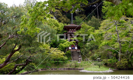 浄瑠璃寺の国宝三重塔と新緑の青紅葉 50424416
