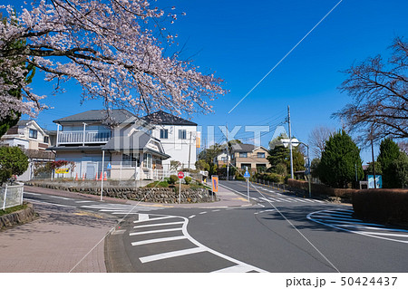 多摩市 春の桜ケ丘ロータリー(聖蹟桜ヶ丘) 多摩市 春の桜ケ丘ロータリー(聖蹟桜ヶ丘) 50424437