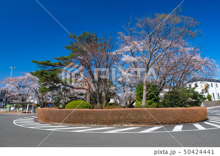多摩市 春の桜ケ丘ロータリー（聖蹟桜ヶ丘） 50424441