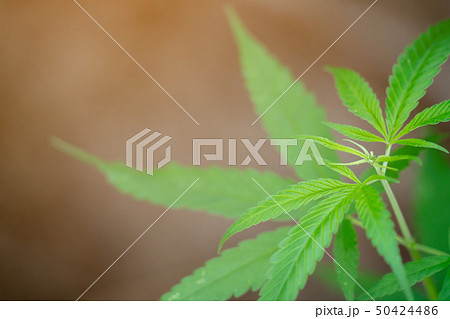 Marijuana leaves 50424486