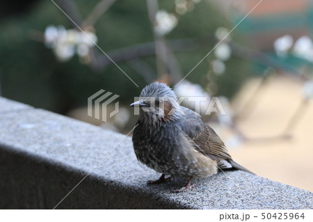 ヒヨドリ　一羽　冬 50425964